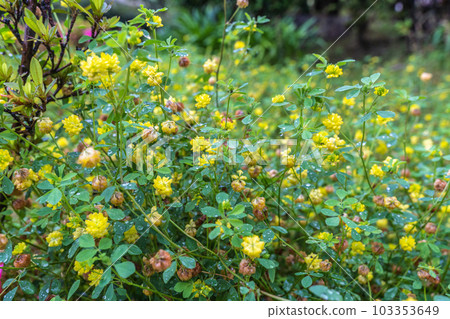 Yokohama cityscape in Japan Little yellow flowers blooming in the rain. The best time to see Japanese tumbleweed = May 29, Yokohama city 103353649