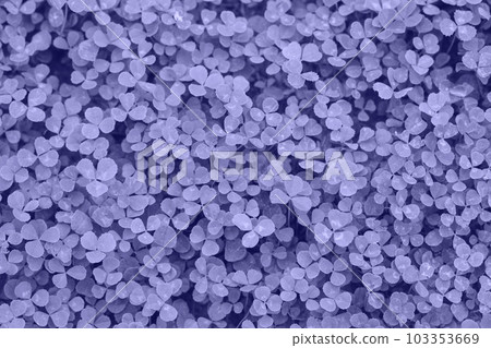 Very Peri Color of the year 2022. Violet. Patch of clover provides a background for St. Patrick s Day images. Clover field Very Peri Color of the year 2022. Violet. Patch of clover provides a background for St. Patrick s Day images. Clover field 103353669