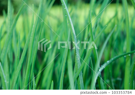 Young green onion plants in the field. Green onion are grown in plantation. Green onions, bunches tied. Rows of Onions. organic young green onion plants growng in a greenhouse 103353784