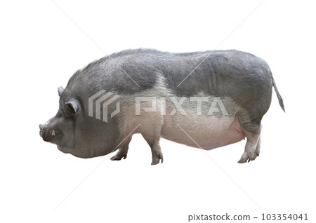 fat pig isolated on white background 103354041