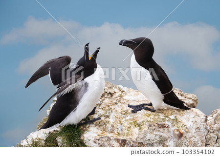 Close-up of two bonding Razorbills 103354102