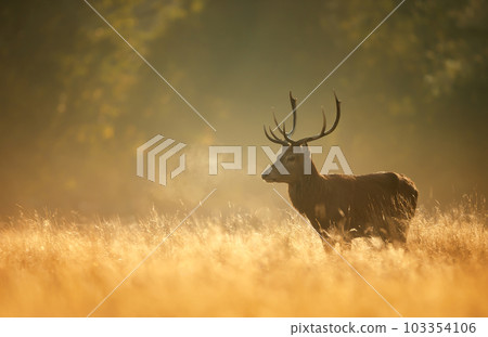 Red Deer stag during rutting season at sunrise Red Deer stag during rutting season at sunrise 103354106