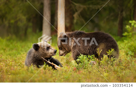 Playful European brown bear cubs in a forest Playful European brown bear cubs in a forest 103354114