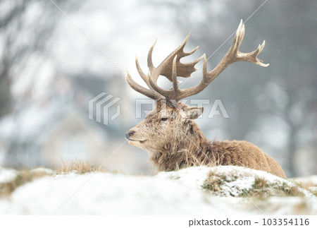 Red Deer stag laying on frosted grass in winter 103354116