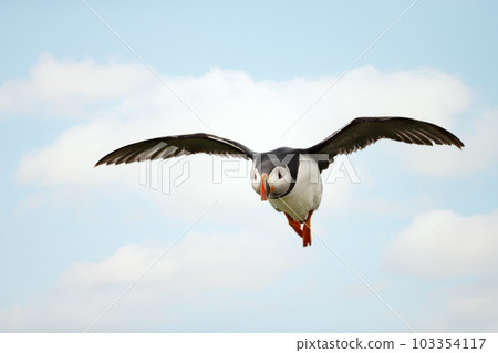 Close-up of Atlantic puffin in flight 103354117