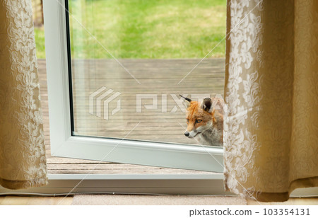 Curious Red fox peaking through the house door Curious Red fox peaking through the house door 103354131