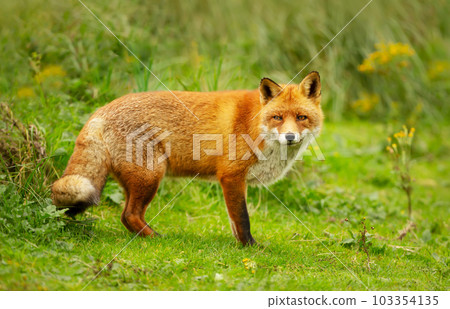 Close-up of a red fox on green grass 103354135