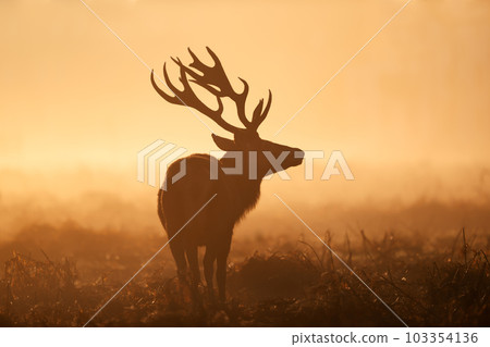 Silhouette of a Red Deer stag during rutting season at sunrise 103354136
