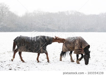 Two horses play-fighting in the falling snow in winter 103354139