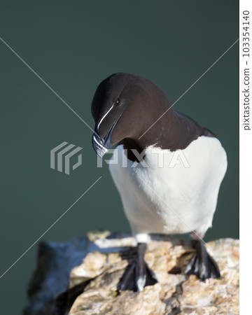 Close-up of a Razorbill perched on a rock 103354140