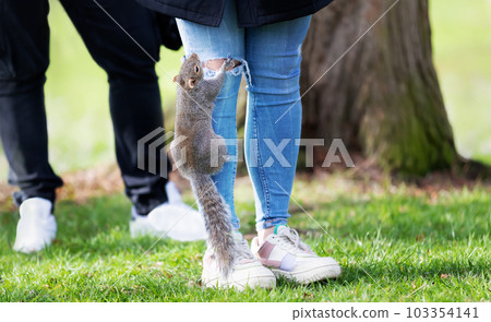 A hungry grey squirrel climbing up pant leg for food 103354141