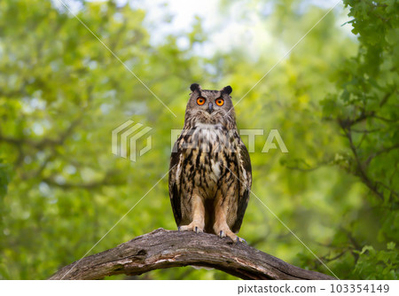 Eurasian Eagle Owl perched on a tree branch 103354149