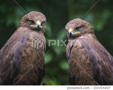 portrait two aguila pomarina on a green background 103354207