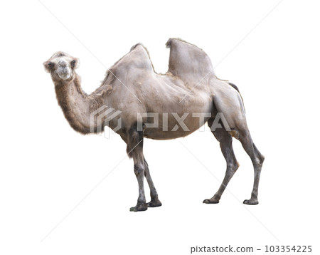 Camelus bactrianus on a white background Camelus bactrianus on a white background 103354225