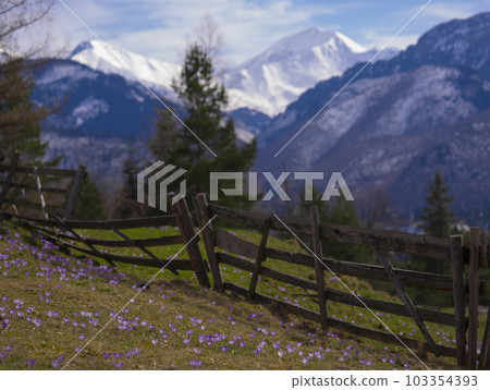 saffron under the snow. Koscielisko Tatras, Poland 103354393