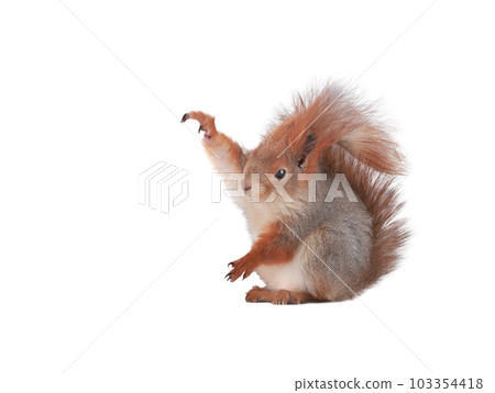 squirrel with raised paws isolated on white background squirrel with raised paws isolated on white background 103354418