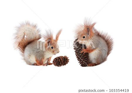 squirrels two squirrels with fir cone isolated on white background squirrels two squirrels with fir cone isolated on white background 103354419