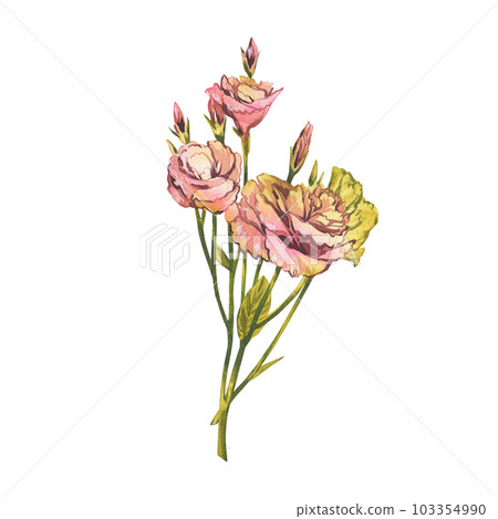 Eustoma flower isolated on white background. Watercolor hand draw botanic lisianthus sketch illustration. Art for design 103354990