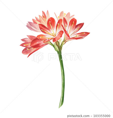 Red hippeastrum flowers isolated on white background. Watercolor hand drawn amaryllis plant illustration. Art for design 103355000