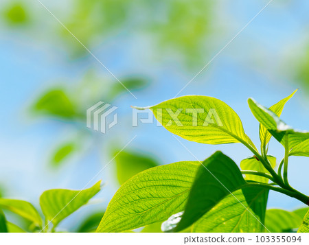 Blue sky and fresh green 103355094