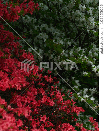 red azalea and white azalea red azalea and white azalea 103355096