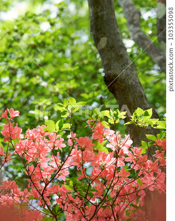 Azalea's flower Azalea's flower 103355098