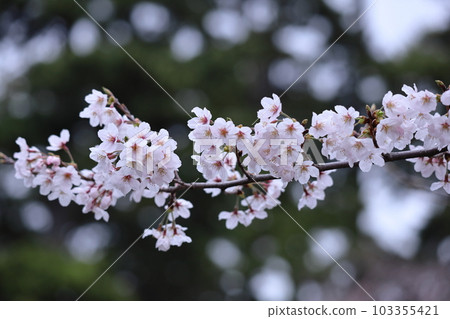 Spring in full bloom Spring in full bloom 103355421