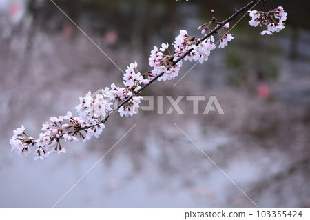Spring in full bloom Spring in full bloom 103355424
