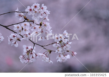 Spring in full bloom Spring in full bloom 103355425