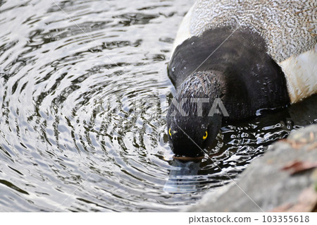 Tufted duck Tufted duck 103355618