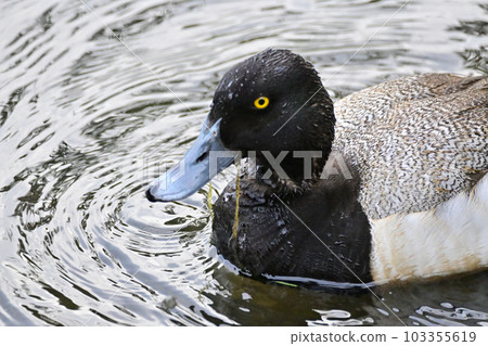Tufted duck 103355619
