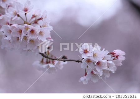 Spring in full bloom 103355632
