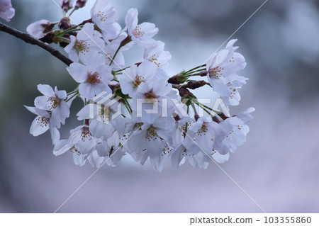 Spring in full bloom 103355860