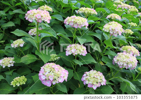 開花在花壇的八仙花屬 103355875