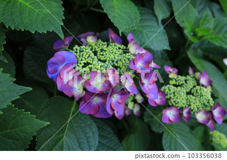 八仙花屬特寫鏡頭 八仙花屬特寫鏡頭 103356038