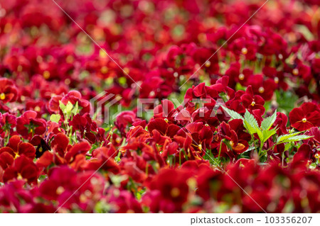 Flower field full of bright red flowers 103356207