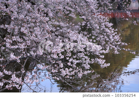 Spring in full bloom Spring in full bloom 103356254