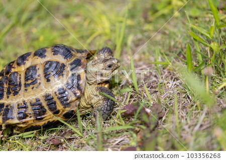 散步的俄羅斯陸龜 俄羅斯陸龜 陸龜 103356268