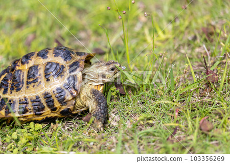 Russian tortoise taking a walk Russian tortoise Land tortoise Russian tortoise taking a walk Russian tortoise Land tortoise 103356269