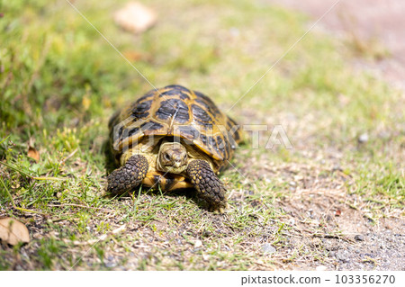 Russian tortoise taking a walk Russian tortoise Land tortoise Russian tortoise taking a walk Russian tortoise Land tortoise 103356270