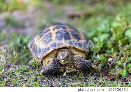 Russian tortoise taking a walk Russian tortoise Land tortoise 103356284