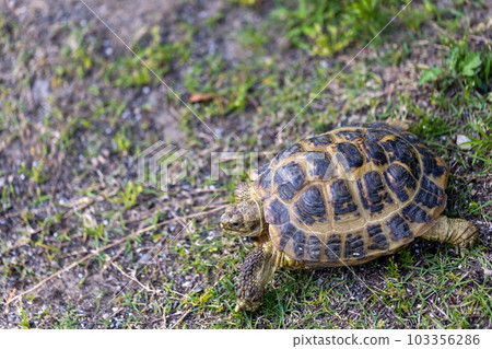 Russian tortoise taking a walk Russian tortoise Land tortoise Russian tortoise taking a walk Russian tortoise Land tortoise 103356286