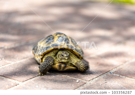 Russian tortoise taking a walk Russian tortoise Land tortoise Russian tortoise taking a walk Russian tortoise Land tortoise 103356287