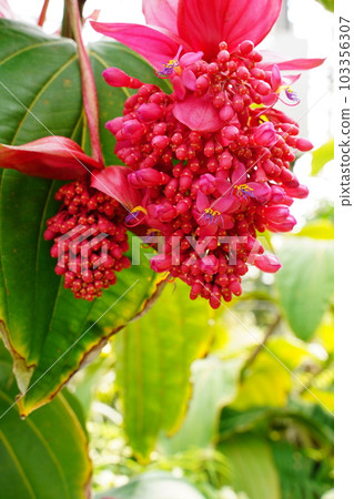 medinilla firebird plant red pink flower big hinotori medinilla plant tokyo medinilla firebird plant red pink flower big hinotori medinilla plant tokyo 103356307