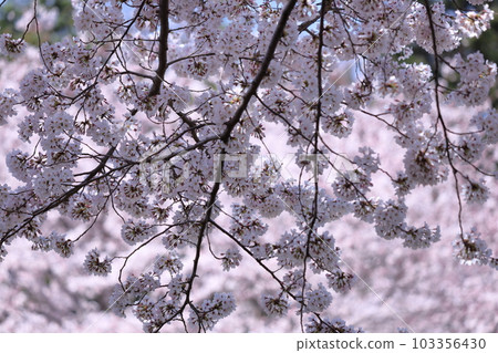 Spring in full bloom Spring in full bloom 103356430
