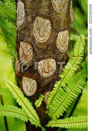 大黃蜂, 樹, 樹, 模式, 圈子, cyathea, mertensiana, jindai 植物, 日本, 東京, 花園, 公共 大黃蜂, 樹, 樹, 模式, 圈子, cyathea, mertensiana, jindai 植物, 日本, 東京, 花園, 公共 103356509