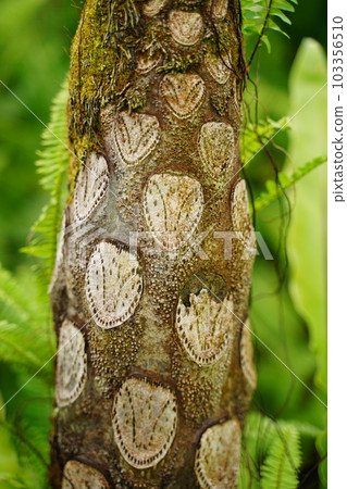 大黃蜂, 樹, 樹, 模式, 圈子, cyathea, mertensiana, jindai 植物, 日本, 東京, 花園, 公共 大黃蜂, 樹, 樹, 模式, 圈子, cyathea, mertensiana, jindai 植物, 日本, 東京, 花園, 公共 103356510