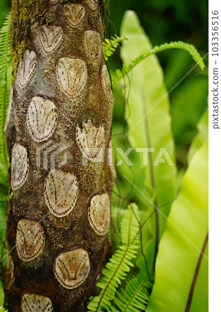 bumblebee, tree, tree, pattern, circle, cyathea, mertensiana, jindai plant, japan, tokyo, garden, public bumblebee, tree, tree, pattern, circle, cyathea, mertensiana, jindai plant, japan, tokyo, garden, public 103356516