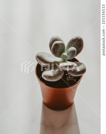 Graptopetalum amethystinum succulent in pot on white desk Graptopetalum amethystinum succulent in pot on white desk 103356533