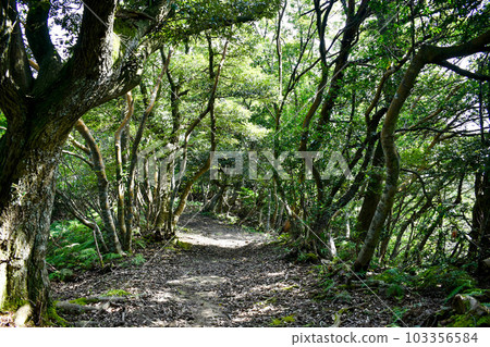 城崎溫泉後山【在大自然的丘陵中徒步探險】 103356584